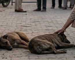 3 बेजुबान कुत्तों को जहर देकर मार डाला